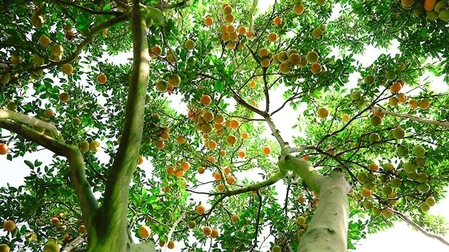 the orchards of the Mekong Delta region