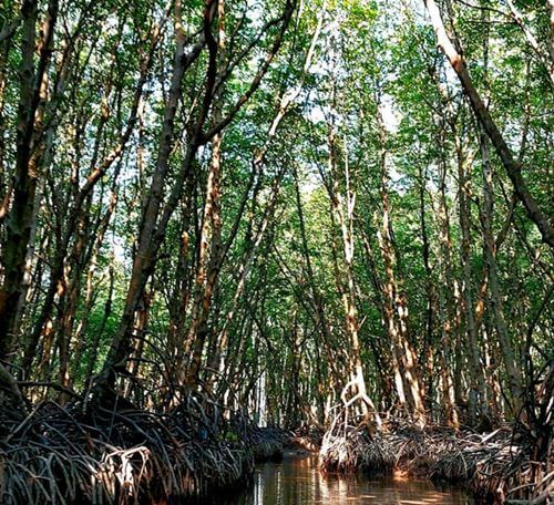 Bosque de manglares Can Gio